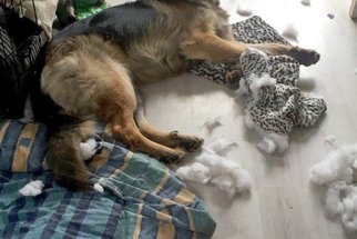 Pes ničitel! Ovčák už dva roky devastuje majetek své paničky