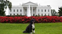 Politika jako zábava: Keramická pro miska psa z Česka byl jeden z nejlepších darů pro Obamu