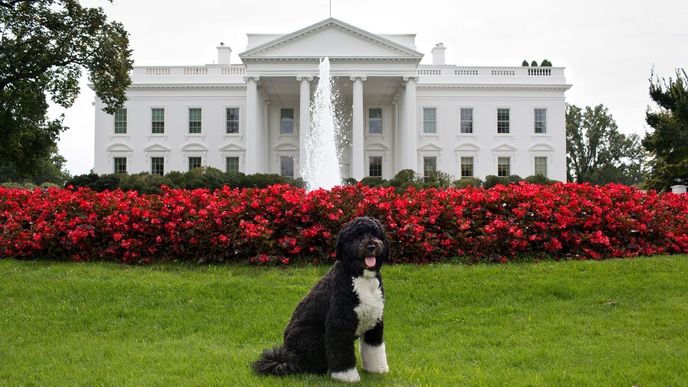 Bo, pes amerického prezidenta Baracka Obamy