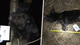 Černíkem otřásá nepochopitelná brutalita: Muž na stromě oběsil svého psa!