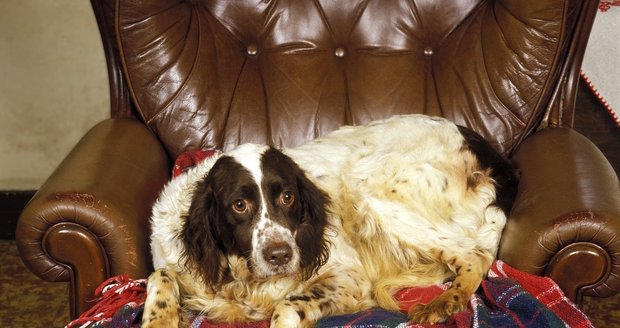 Stal se z vašeho psa polštár na křesle? Musíte mu pomoci, obezita ho ohrožuje na životě.