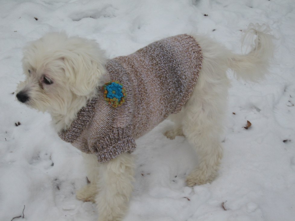 Fenka Fluffy (7): &#34;Tento oblecek je &#39;made in doma&#39;, zimní kožíšek upletla moje maminka Jana Maglenova,&#34; napsala nám Edita Ungerová z Děčína.