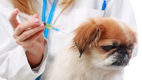 Veterináři se obávají, že přibývá lidí, kteří odmítají očkování svých mazlíčků.