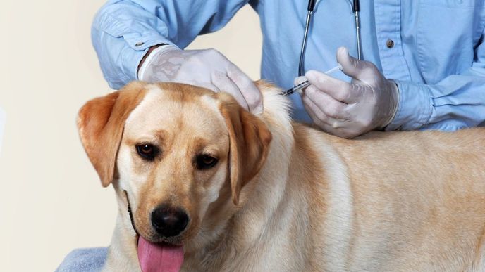 Očkování psů by mohlo začít v červenci.