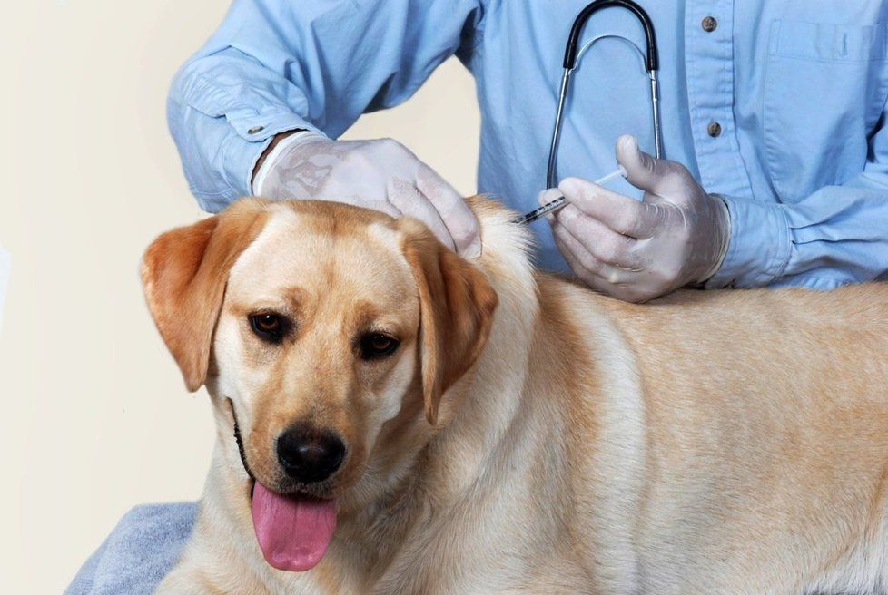 Očkování psů (ilustrační fotografie)