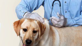 Očkování psů – která jsou povinná a která doporučená?