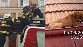 Hasiči v Hradci Králové zachraňovali psa z okapu