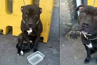 Tyran uvázal nechtěného psa na nádraží: Ten byl tak smutný, až se rozplakal