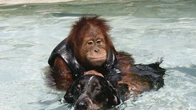 Vypadá to, že Suriya učí pejska plavat, ale opak je pravdou. Orangutanka plavat neumí, a proto má na sobě plaveckou vestu.