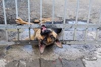 Kery se zasekla hlava v bráně, asi ji dráždilo dítě! Ochrání ji pletivo