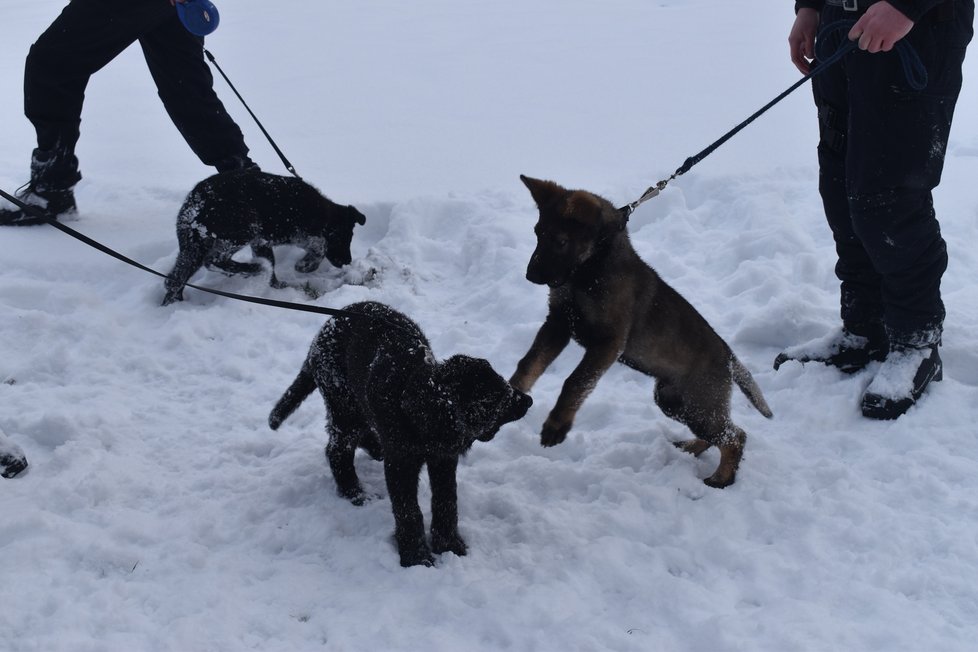 Ostravští kynologové už vychovávají novou policejní psí generaci.