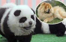 Číňané mají nový hit: Ze psů čau-čau dělají pandy!