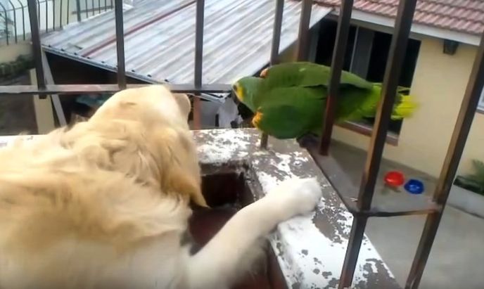 Pes a papoušek.