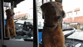 Místo řidiče byl za volantem trolejbusu v Pardubicích pes: Z kabiny psa vyvedli strážníci