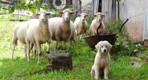 Stateční ochránci stád: Ovčáčtí a pastevečtí psi