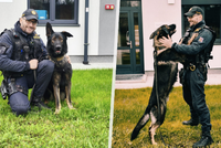 Český německý ovčák Loky vypátral promrzlou důchodkyni (78): Mezinárodní pátrací akce měla zdárný konec