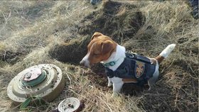 Dvouletý pes Patron na Ukrajině hledá miny a výbušniny.