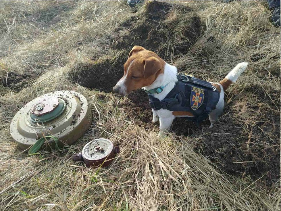 Dvouletý pes Patron na Ukrajině hledá miny a výbušniny.