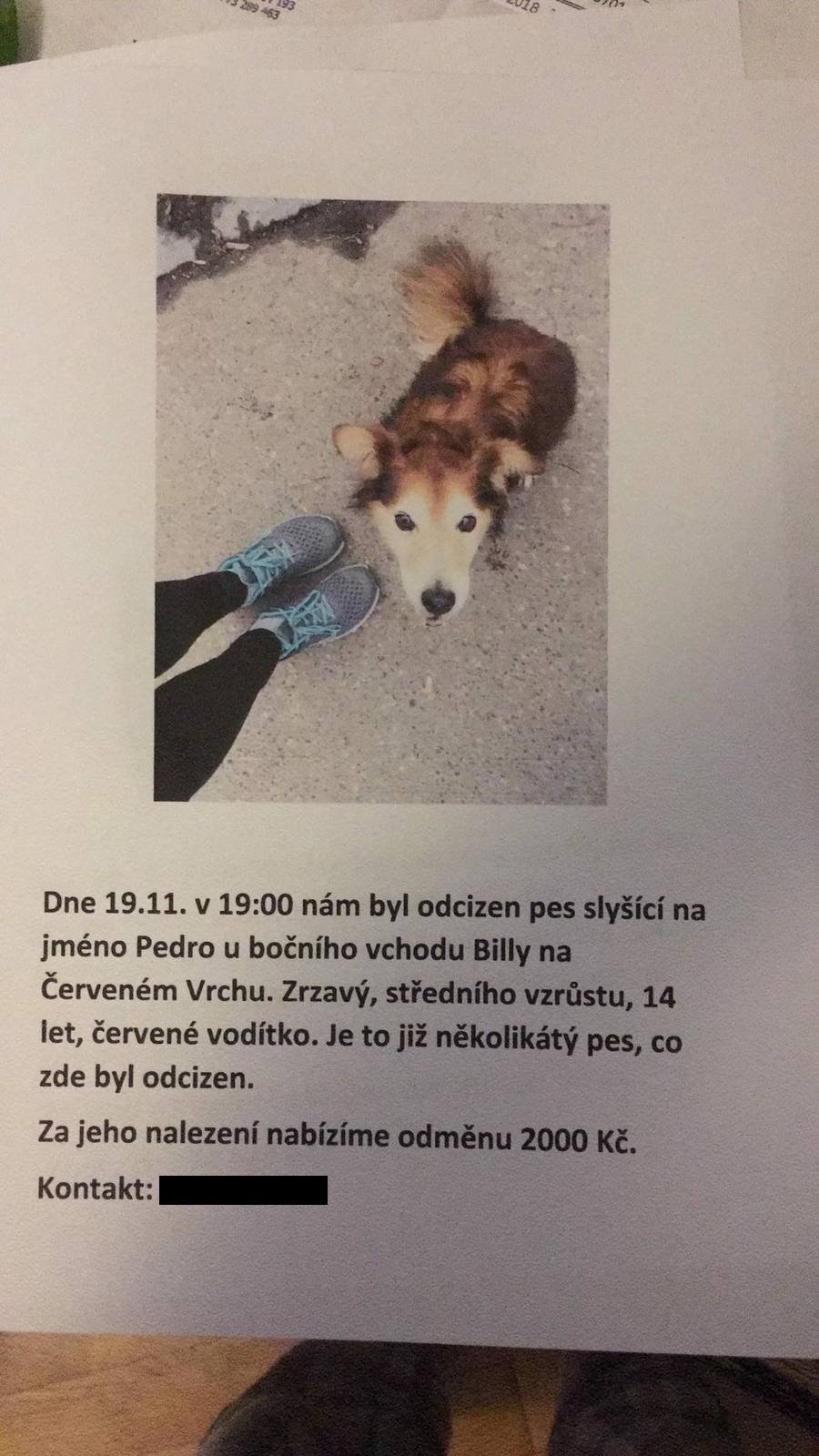 Pes Pedro, kterého ukradli u Billy na Červeném Vrchu.