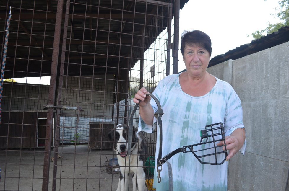 Majitelka útulku Miluše Maskulanisová ukázala vodítko a košík, s nimiž Arvena někdo vyhodil.