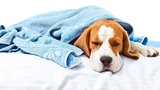 Nastydnout může i vás pes! Jak nachlazení poznat a léčit?