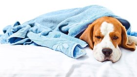 Nastydnout může i vás pes! Jak nachlazení poznat a léčit?