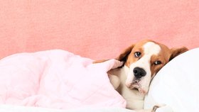 Brát léky pro psa může být velmi rizikové, varují odborníci.