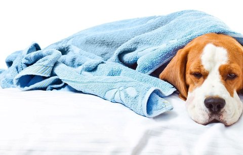 Nachlazený domácí mazlíček: 4 rady, jak pomůžete pejskovi od nemoci!