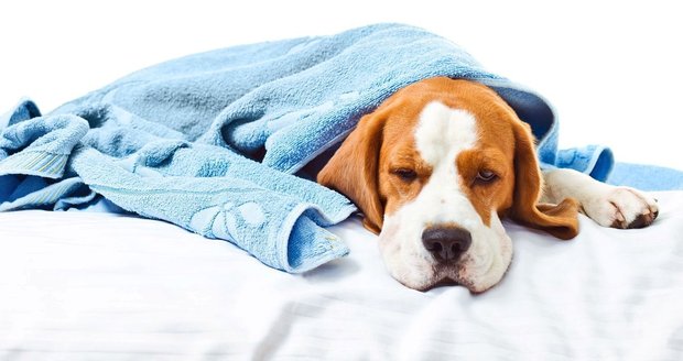 Rýma a nachlazení netrápí jen lidi. Pořádným kašlem může trpět i váš pes.