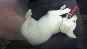 Malé štěňátko labradora bylo uvězněno v rozpáleném autě, zatímco páníčci nakupovali.