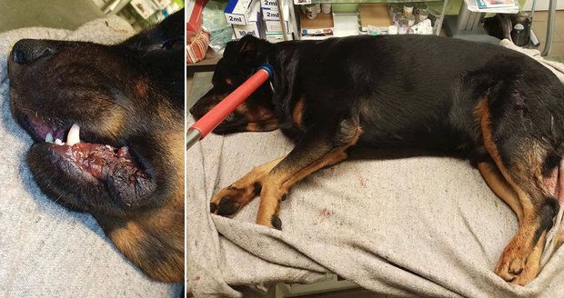 Oddaný pes bránil paničku před napadením: Muž ho ubodal!