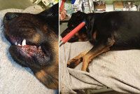 Při hádce s partnerkou ubodal psa: Muže ze Sokolovska obvinili z týrání zvířat