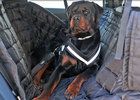 Jak bezpečně převážet psa v autě? Způsobů je několik