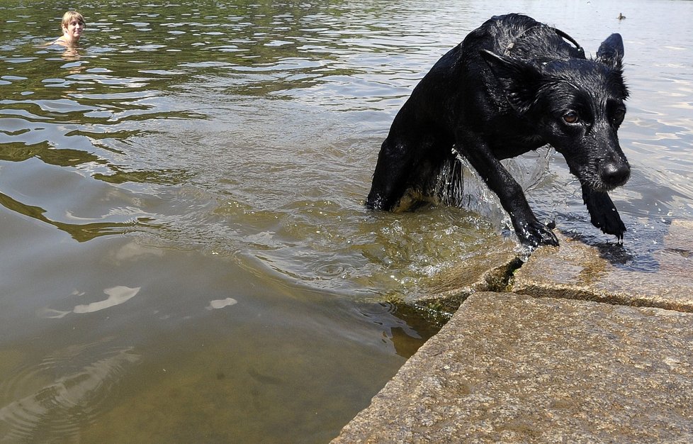 Lepší je pro nezkušeného psa pozvolný výstup z vody.
