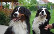 10. Bernský salašnický pes  Nádherný pes, oddaný přítel a miláček rodiny. Je klidný, dobromyslný, vlídný, nebojácný a přátelský.