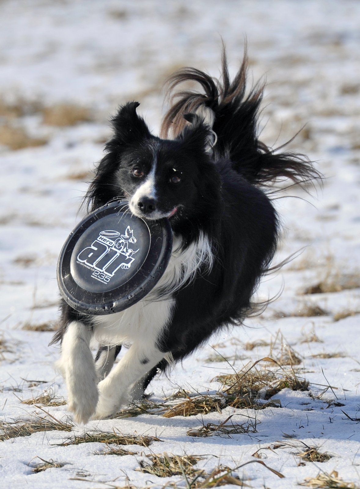 8. Border kolie  Mimořádně inteligentní psi oceňovaní zejména milovníky veškerých psích sportů. Nejnadanější plemeno.