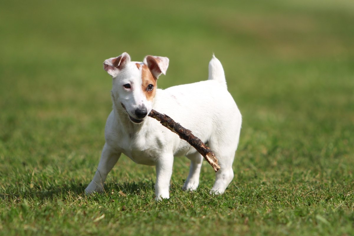 Jackrussell teriér