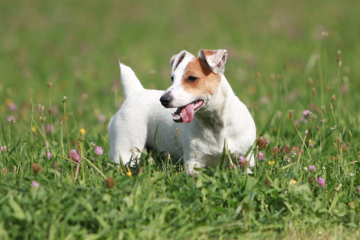 Jackrussell teriér