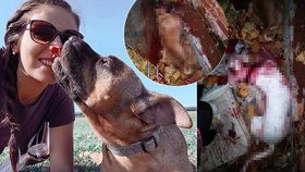 Brutální zabití dvou psů v Ledči nad Sázavou: Policie případ odložila, pachatel nebyl dopaden