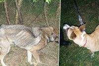 Týraní psi hladem putovali do útulku: Majitele, který je uvázal u stromu, hledá policie