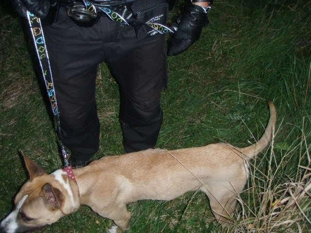 Policisté pátrají po majiteli psů, který se jich chtěl zbavit a týral je hlady.