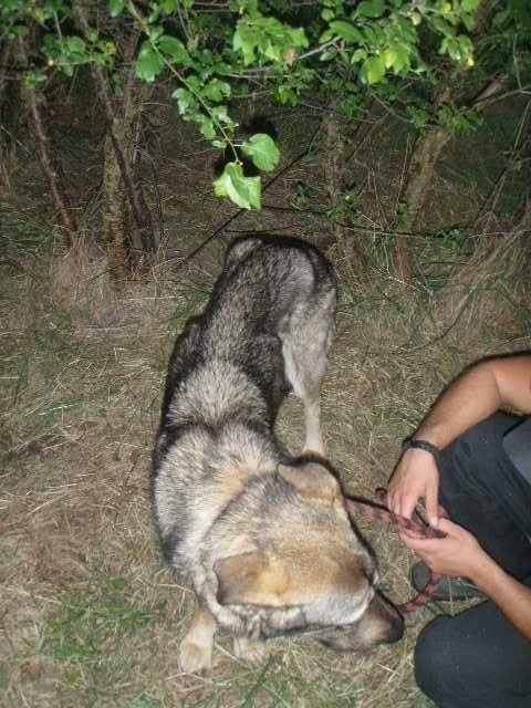 Policisté pátrají po majiteli psů, který se jich chtěl zbavit a týral je hlady.