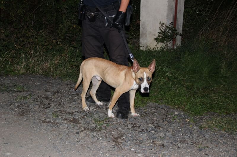 Policisté pátrají po majiteli psů, který se jich chtěl zbavit a týral je hlady.