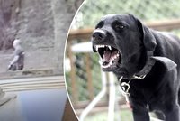 Brutální útok psa na chlapce na Petříně: Policie stíhá muže, který zvíře venčil. Neútočilo poprvé!