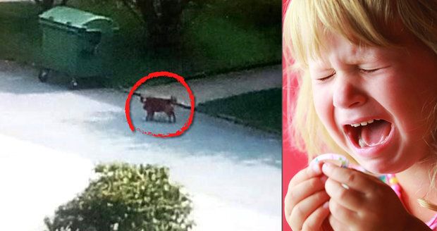 Čtyřletou holčičku pokousal pes, kterého majitel nenechal nikdy očkovat.