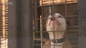 Nikolku (11) pokousal nebezpečný pes: Dívka skončila v nemocnici! Majitelce psa hrozí rok vězení