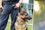Strážník zapomněl policejního psa Axela (†4) v autě: GIBS má výsledky pitvy! A co je teď s psovodem? (ilustrační foto)