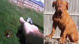 Policista popravil psa, kterého předtím přivolal: Chudák ho ještě vítal vrtěním ocasu!