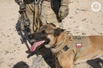 Vojenští psi u polských speciálních sil