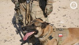 Vojenští psi u polských speciálních sil